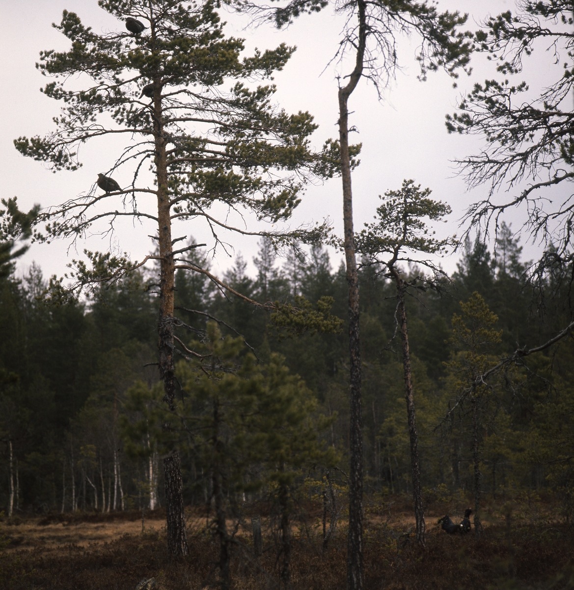 Här syns en tjädertupp i skogen vid en myr.