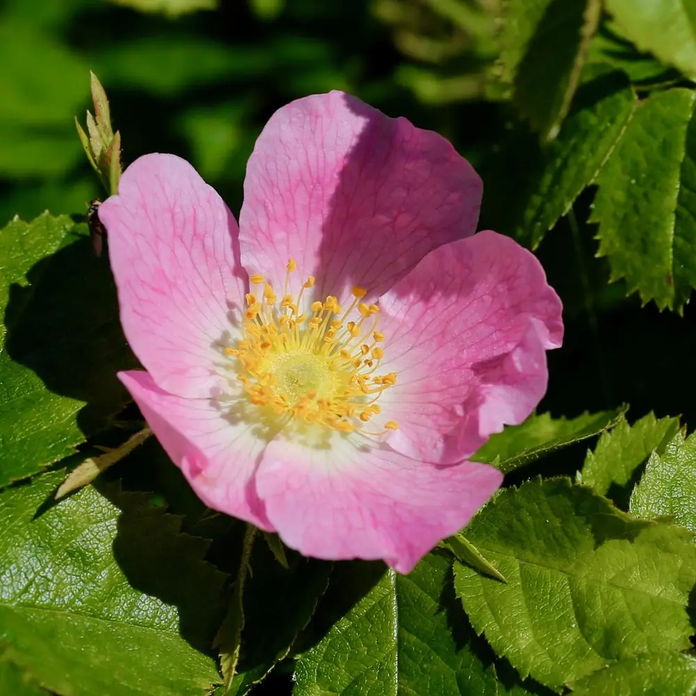 Utsprungen rosa blomst med fem kronblader og gul kjerne. Grønne blader rundt.