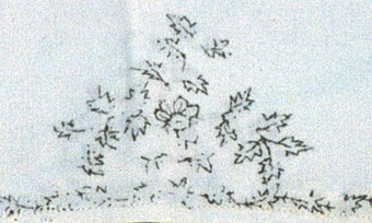 Ett par manschetter av vitt dubbelt bomullstyg. Broderad bladslinga i svart på tre sidor och i mitten ett blommönster. Vit kulknapp i en kortsida och tre knapphål i den andra.

Märkt "342"

Neg.nr: 1989-02