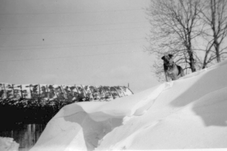 Häljesgården, Bolum vintern 1951, hunden Tussie.