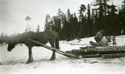 Mann lesser på tømmerlass i Galåsen (Galåsberget), hesten ve