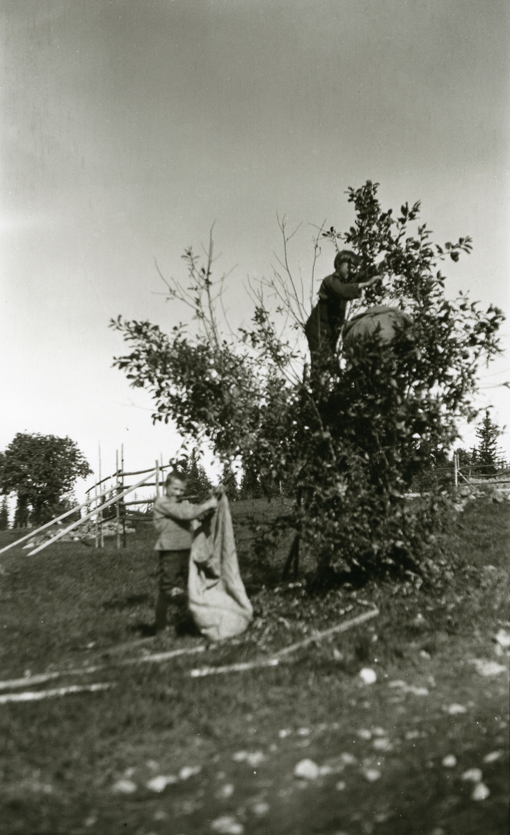 2 gutter "raper" løv i Galåsen (Martins); den ene oppi treet, den andre nedenunder. Begge har store sekker. 
Olav Galaasen (22/8 1910) og Magne Kaare Galaasen (31/7 1908)