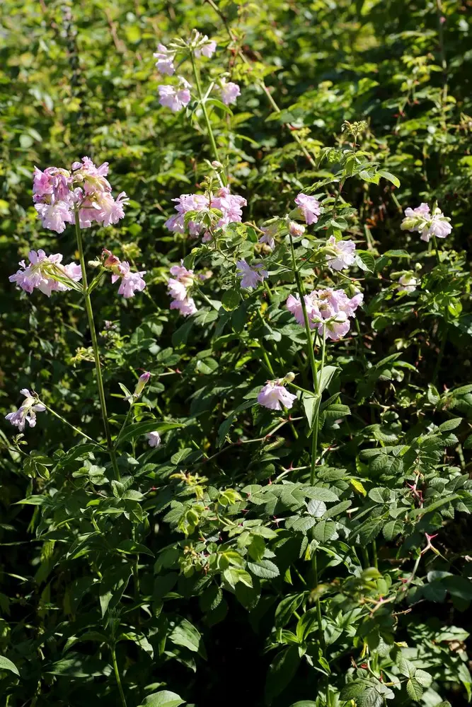 Såpeurten er en høyvokst plante med lyserosa, klokkelignende blomster øverst.