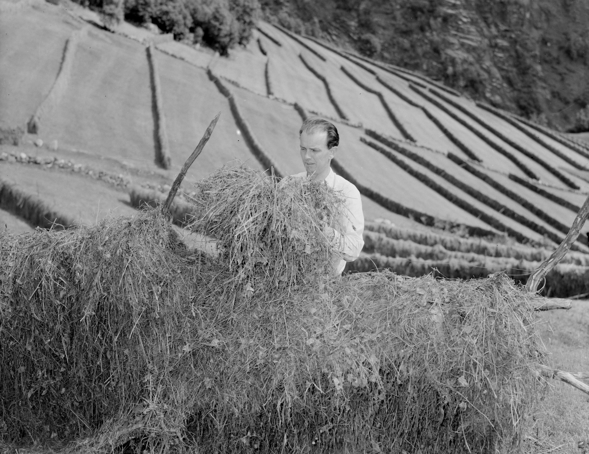 Norsk landbruks jubileumsutstilling 1959. Hesjing, slått. I bakgrunnen høy på hesjer og i forgrunnen sjekker en mann antatt fuktighet og kvalitet.