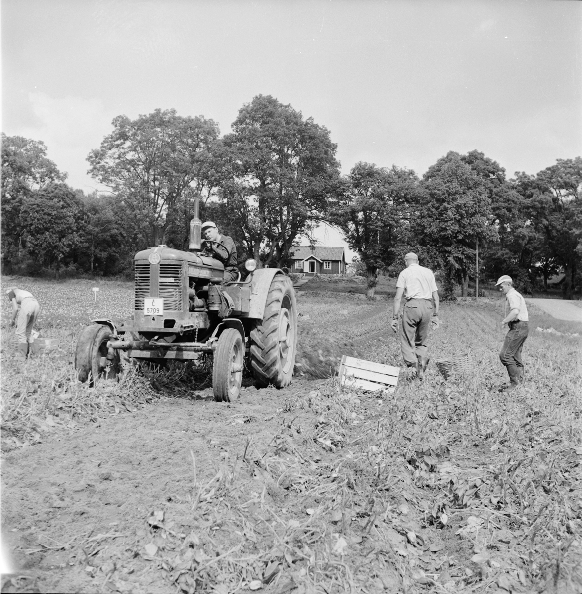 Potatisplockning, Uppland 1958