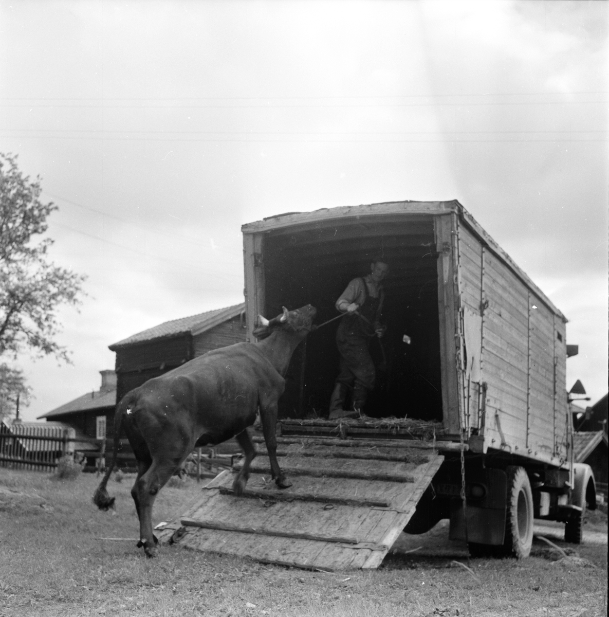 Alfta,
Per Svahn "buför" till Brattskuru,
8 Juni 1960