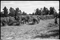 Slåttonn/Slåttemark - Serie på 12 bilder med forskjellig vin
