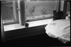 En fugl som har forvillet seg og havnet innendørs. Tre bilde