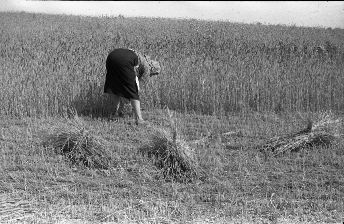 Skuronn på gammelt vis. Kvinne skjærer korn med sigd, og binder kornband. Fire bilder.