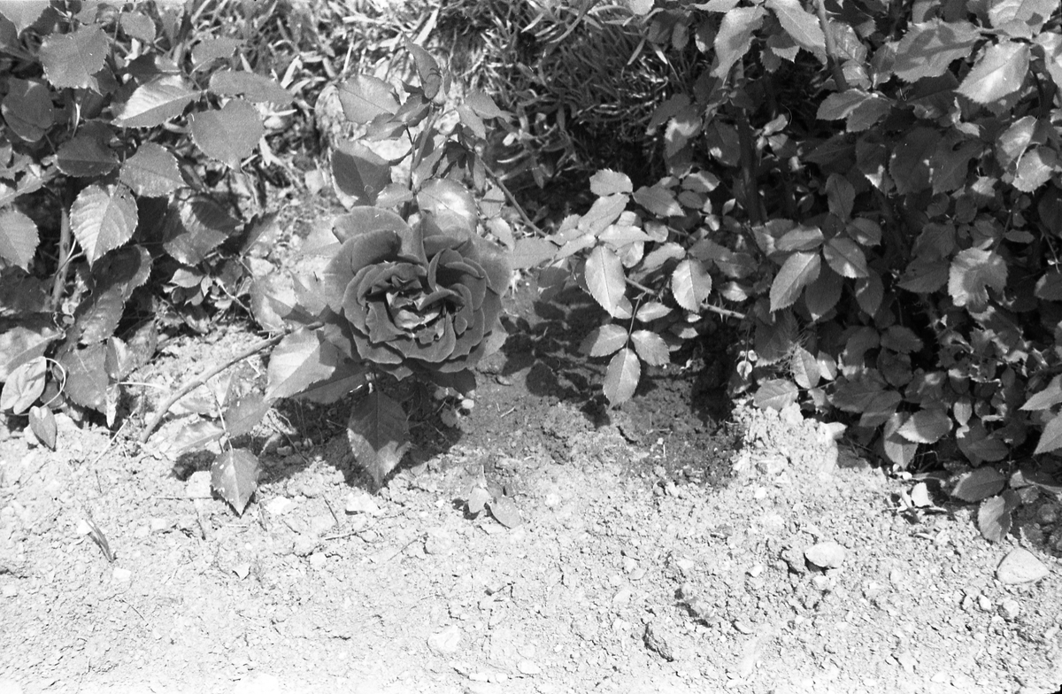 Fem bilder fra hagen på Odberg, Kraby, Ø.Toten. På bilde nummer tre er Karine Røisli og sønnen Kjell. Juni/juli 1948.