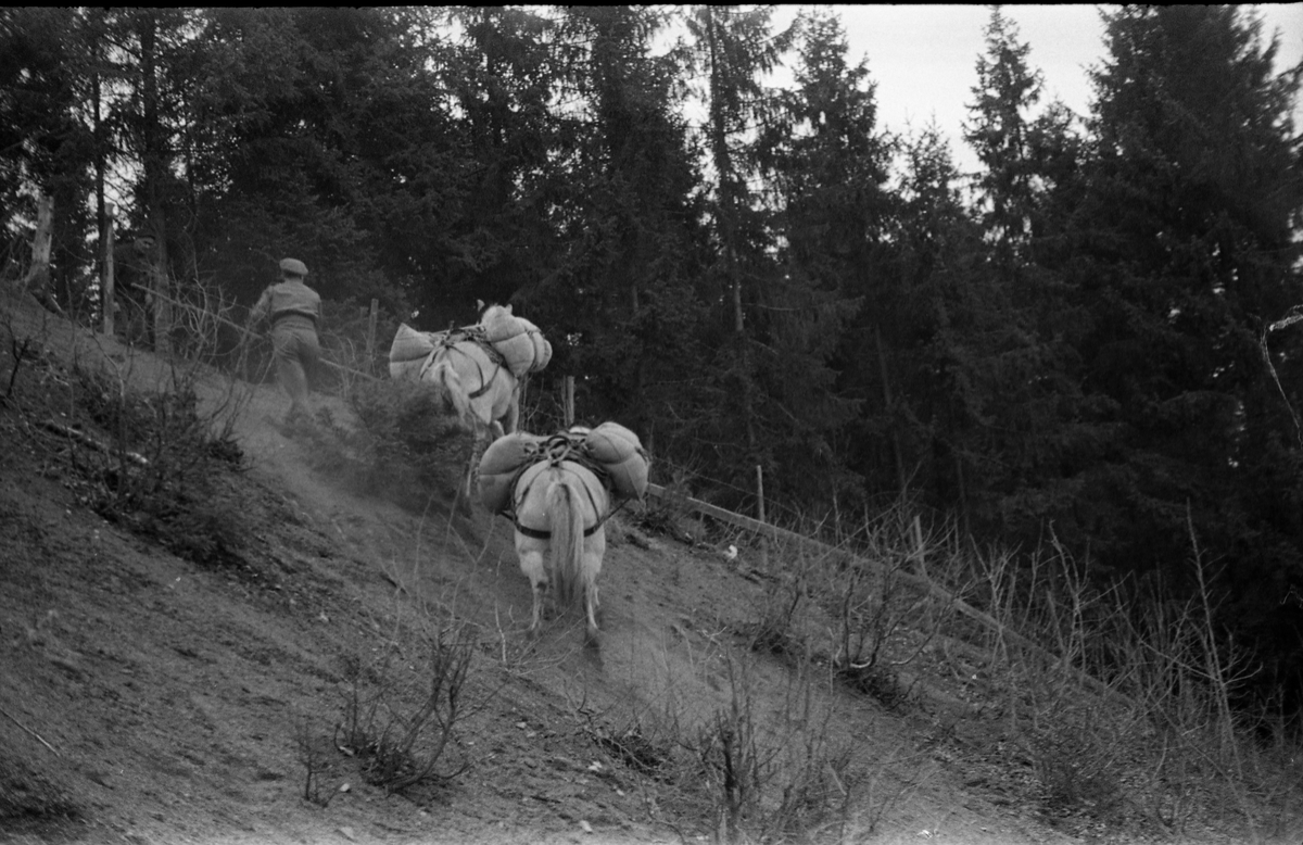 Hærens Hesteskole øver med kløv i Billeruddalen i Østlia på Kapp, april 1949. Serie på 13 bilder.