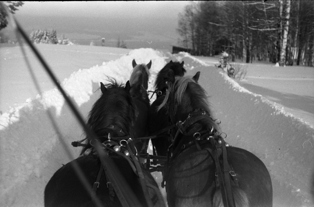 Hestespann fotografert fra kuskens plass. Hærens Hesteskole, Starum, februar 1950.