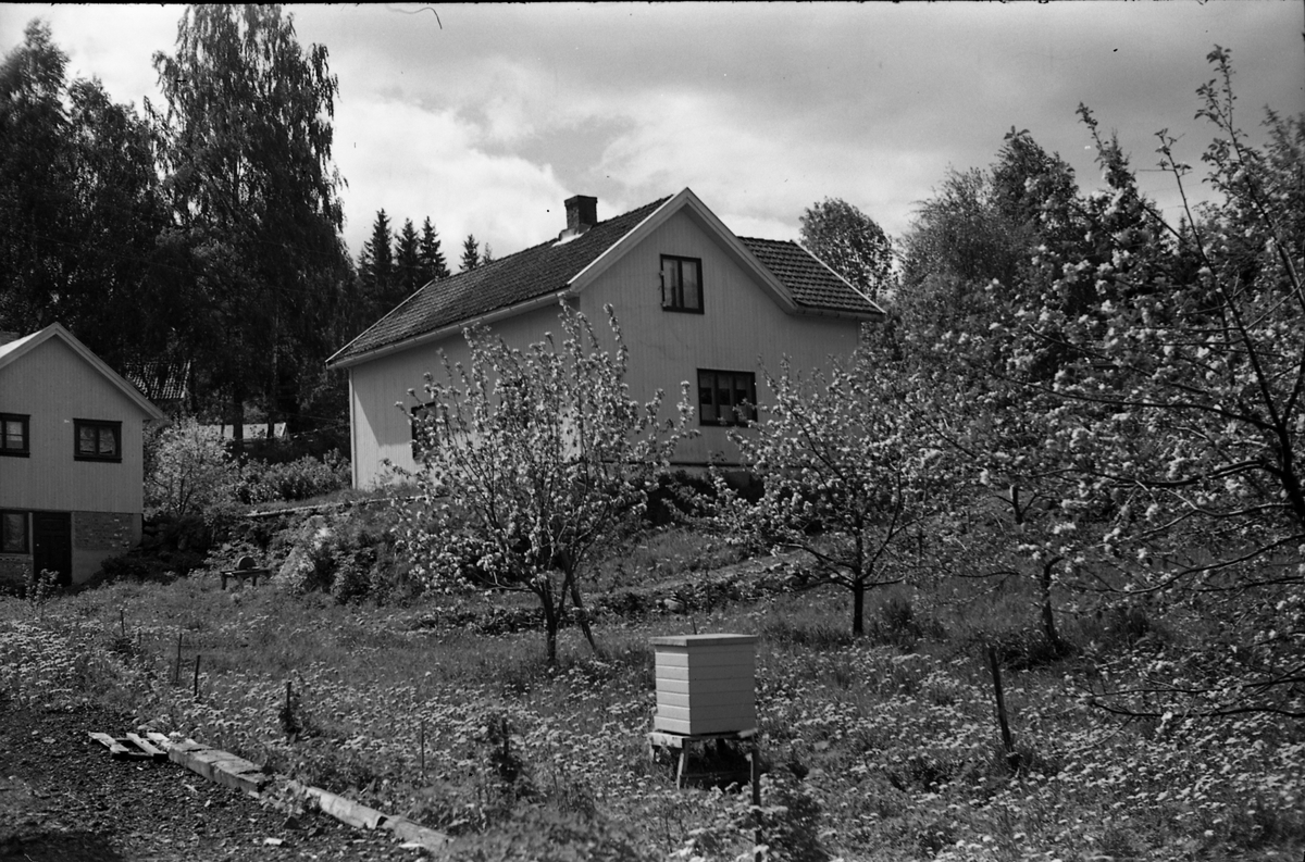 Holje på Skreia (Rossgutua 91) juli 1950. Eiendommen var eid av stasjonsmester Hans Olstad. Åtte bilder.