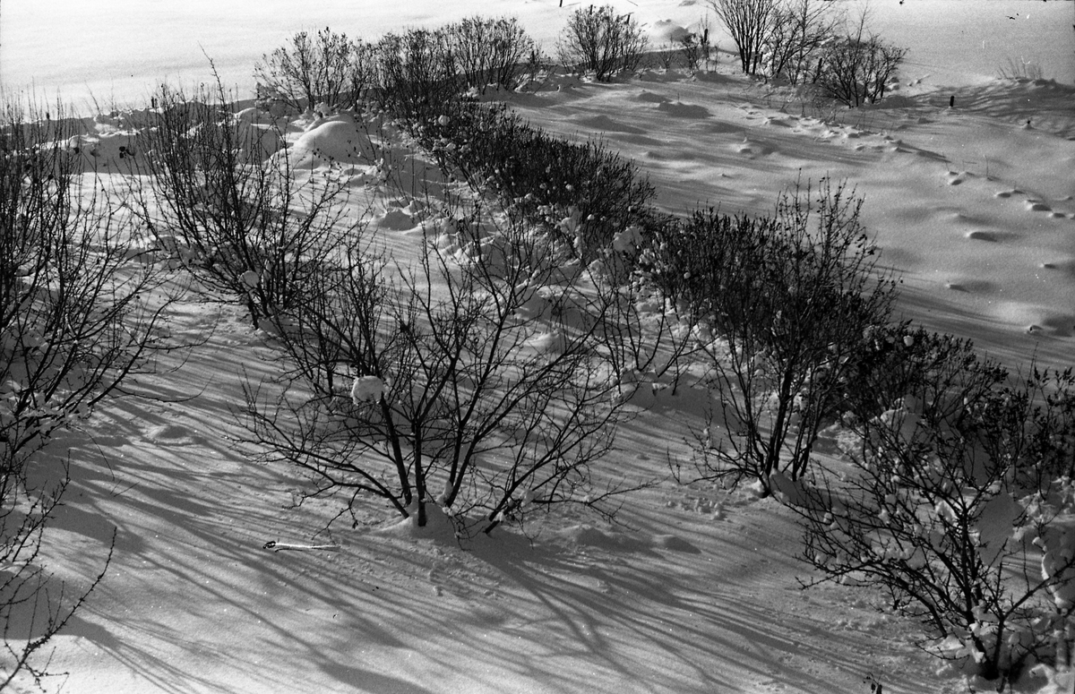 Vintermotiv fra fotografens eiendom Odberg på Kraby, Ø.Toten. Fire bilder.