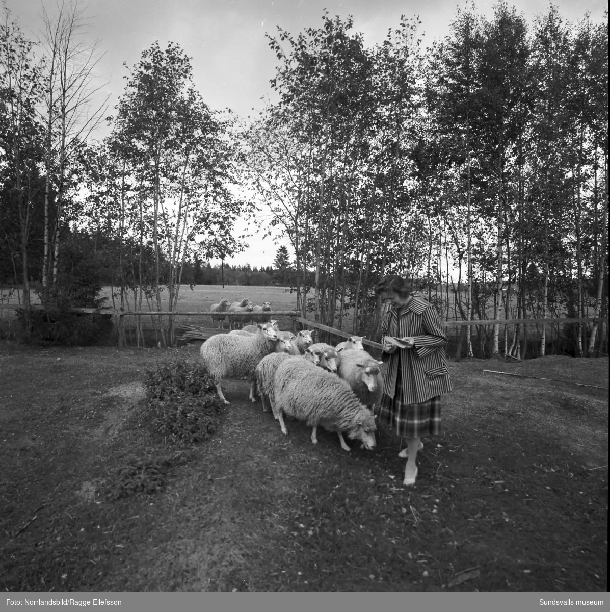 Folkskollärare Gunnar Tjernbergs lantgård i Slätt, Ovansjö, Njurunda. En flock får hanteras, bland annat så vägs en tacka, och här fanns även häst och hund. En av bilderna visar Tjernbergs yrkesroll som lärare i klassrummet och på en annan är han i skogen med yxan i högsta hugg.