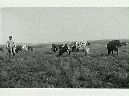En man med käpp bland betande kor i vidsträckt landskap.