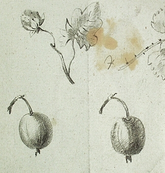 Teckning av blomma. På bakssidan teckningar av olika bär.

Enligt liggaren: 85575:1-189: Christine Zelows ritportfölj.