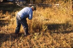Foto fra "Skålonna", kornband settes opp på rå.