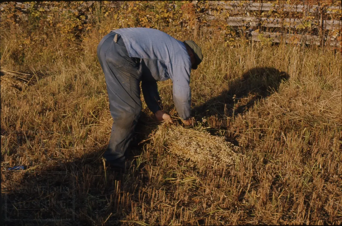 Foto fra "Skålonna", kornband settes opp på rå.
