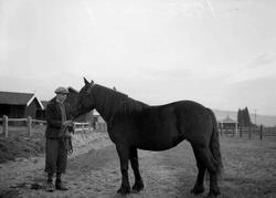 Utstilling av hester på Smestadmoen.