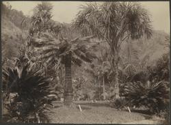 Castleton Garden Jamaica [Fotografi]