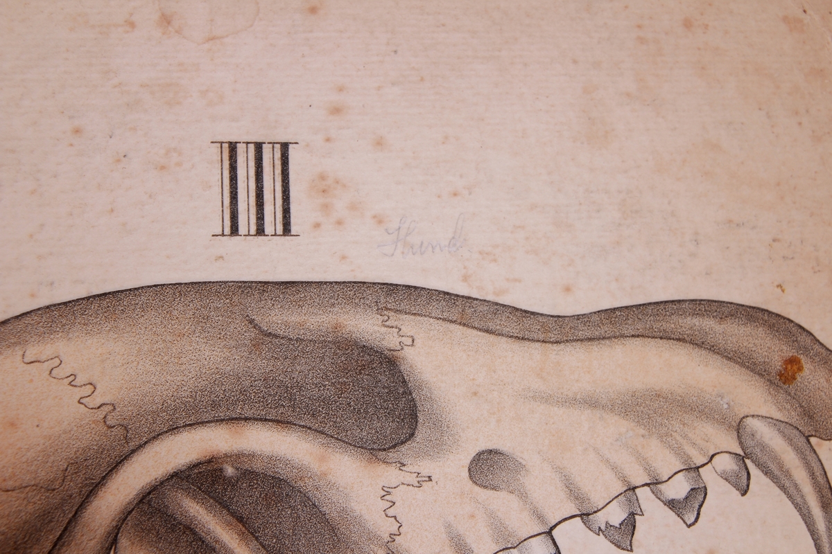 Detaljer av en isbjørn og ulv.