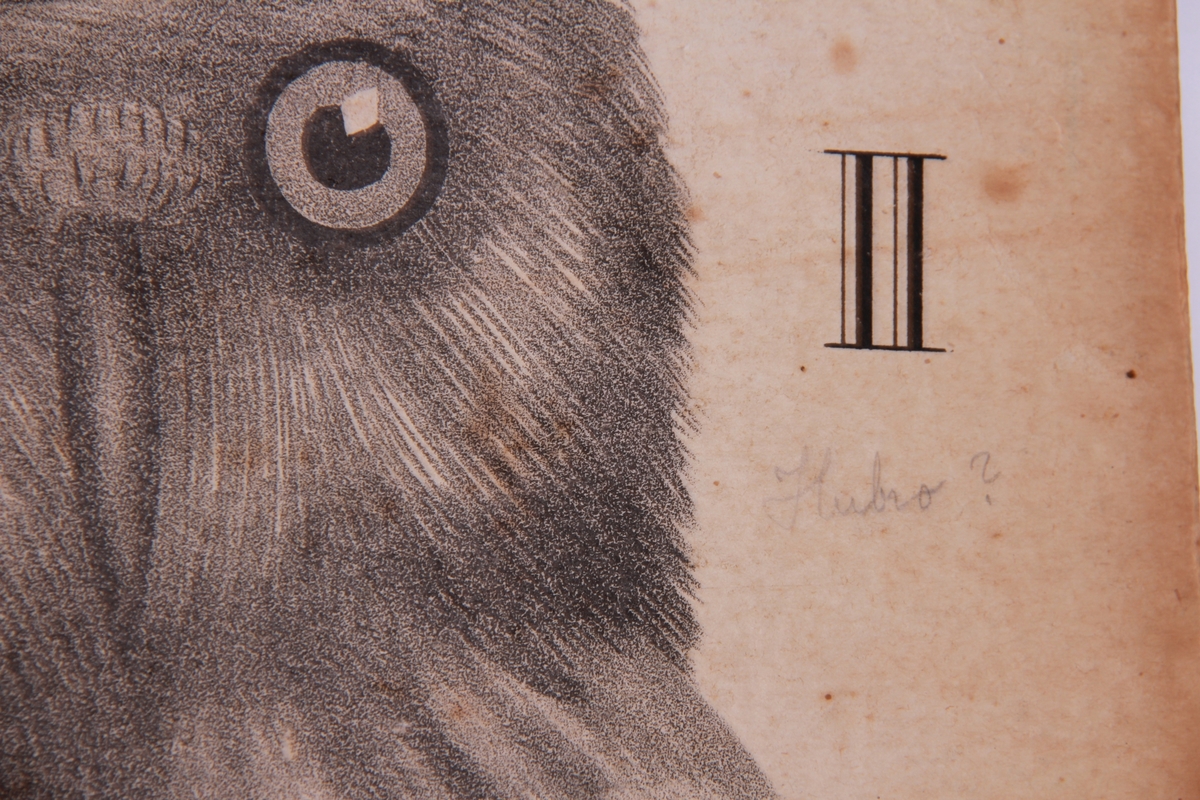 Store og små detaljer av fugler og ørn