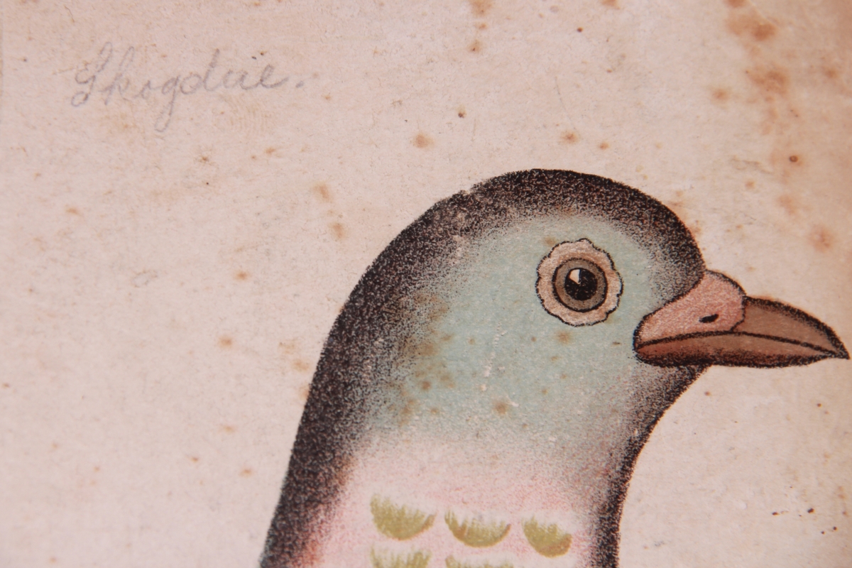 Detaljer av forskjellige fuglearter.