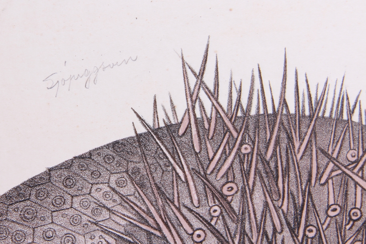 Detaljer av sjøstjerner.