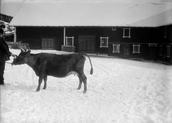 Jon Harildstads ko, 12.03.1914, mann med ku