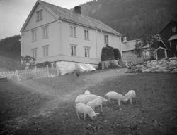 Grisunger og høner ved tunet på Sygard Forr, Sør-Fron.