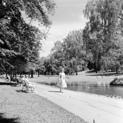 Slottsparken. Juni 1961