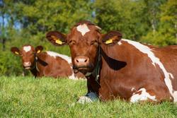 Storfe på beite. NRF. Norsk rødt fe. Husdyr. Kulturlandskap.