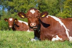 Storfe på beite. NRF. Norsk rødt fe. Husdyr. Kulturlandskap.