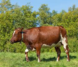 Storfe på beite. NRF. Norsk rødt fe. Husdyr. Kulturlandskap.
