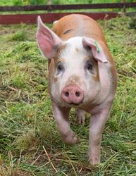 Fra "Fløttdagen" på Dølmotunet 2016, Tolga, Hedmark. Musea i