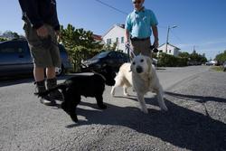 Cocker spaniel på luftetur med sin eier. Hilser på en golden