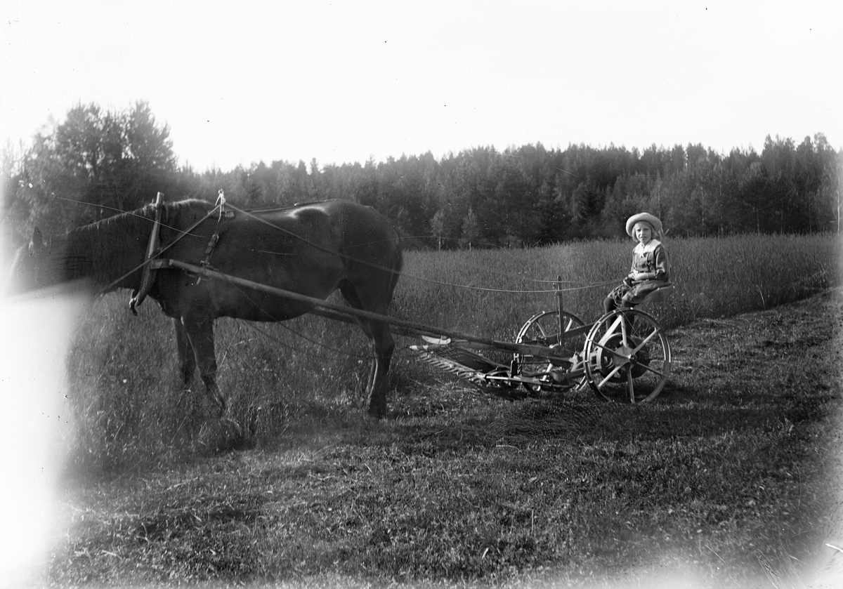 Marit Liljefors kör slåttermaskin dragen av hästen Freja, Svensgården, Dalarna 1910-1920-tal