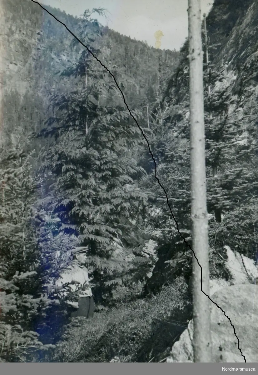Største cypress i Baklia 1951