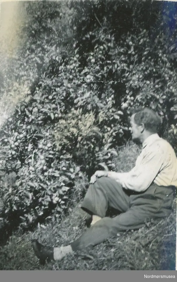 "Epleblom 27-5-54" Halvor Svinvik foran blomstrende epletre.