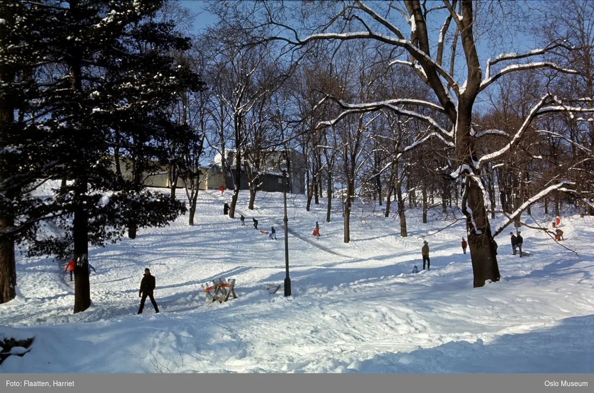 park, bakke, snø, mennesker, aking, kjelker, akebrett, friluftsscene