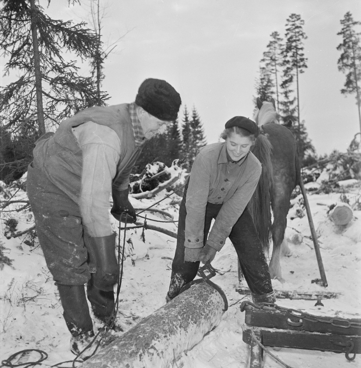 Omkullblåst skog i Söderfors, Söderfors socken, Uppland, januari 1954
