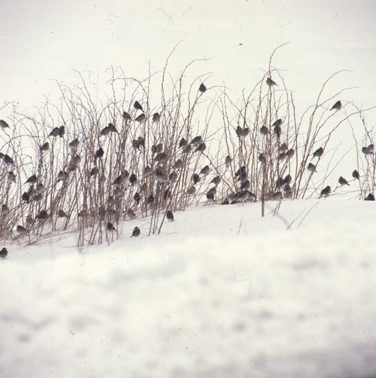 Småfåglar i snö på Olanders åkern, efter snöovädret 3 maj 1981!