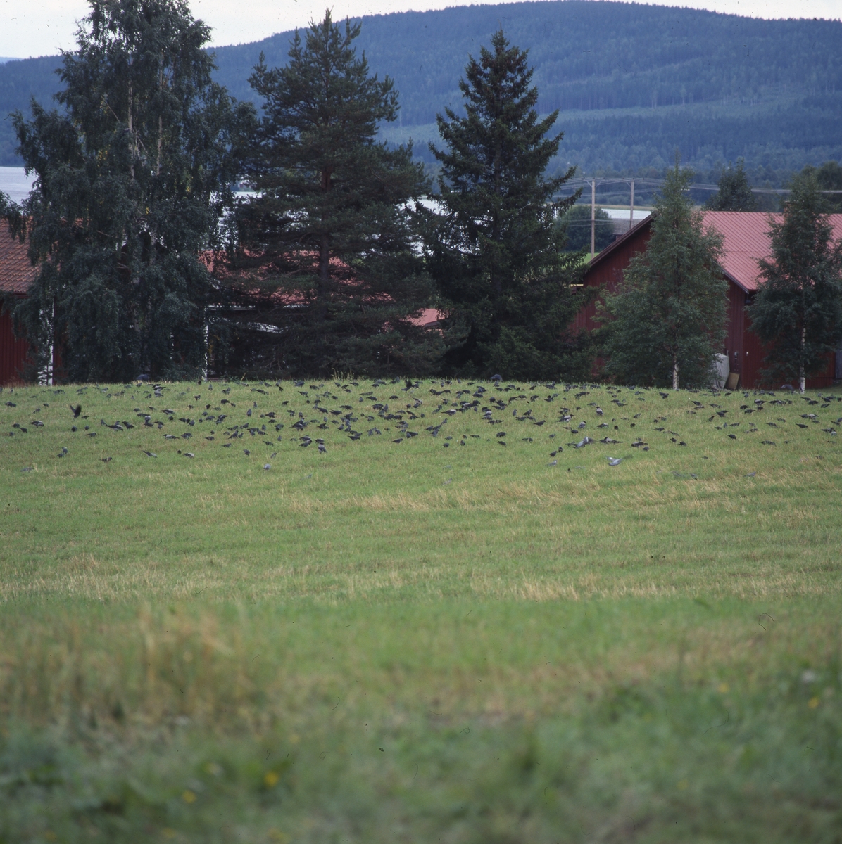 Kajor på en åker i Järvsö september 2001. I bakgrunden syns byggnader, vatten och berg med skog.