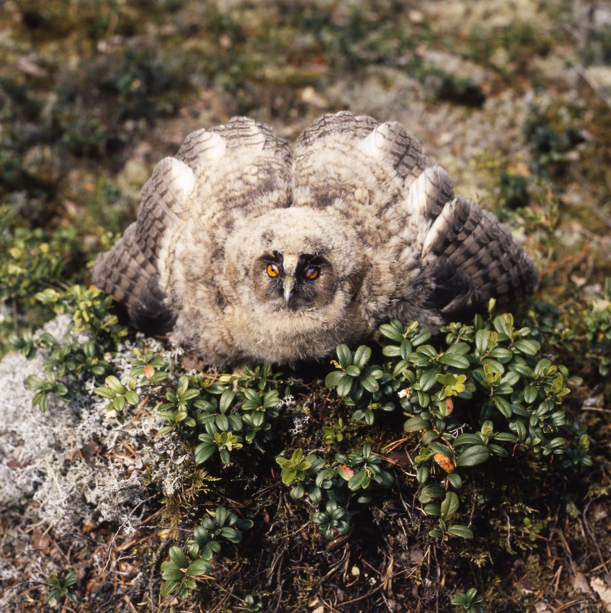 Hornuggleunge "Norromberget", juni 1990. Här ligger den bland lingonris på marken med uppspärrade vingar.