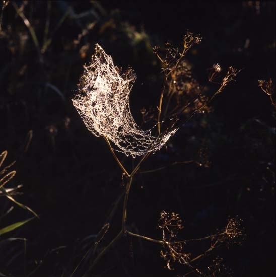 Solbelyst, trassligt spindelnät med daggdroppar 1977.
