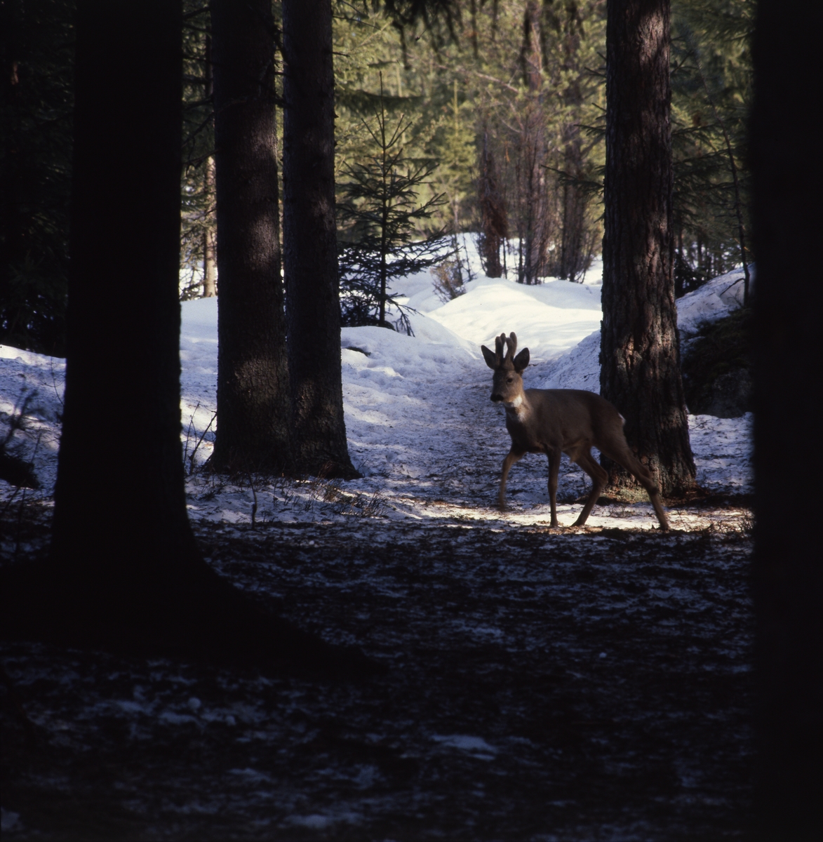 I skuggan mellan några trädstammar i skogen går en råbock och tittar, 28 mars 1982.