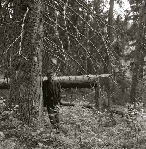 Bild på gammelskog intill Brunnsberget, Mo 23 juni 1957. Ung man står lutad mot en grov och gammal granstam.