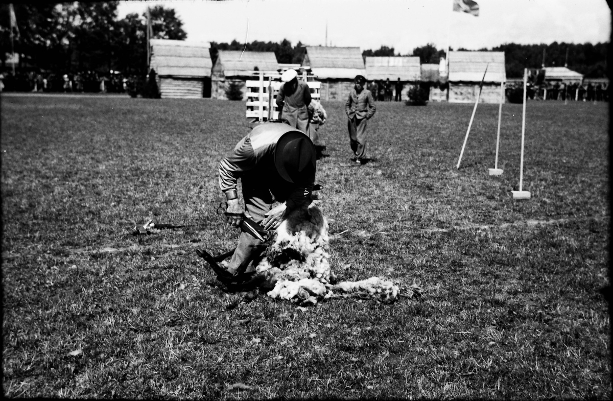 Fårklippning. En man klipper ett får på ett fält med bodar, flaggor och folkmassor i bakgrunden.