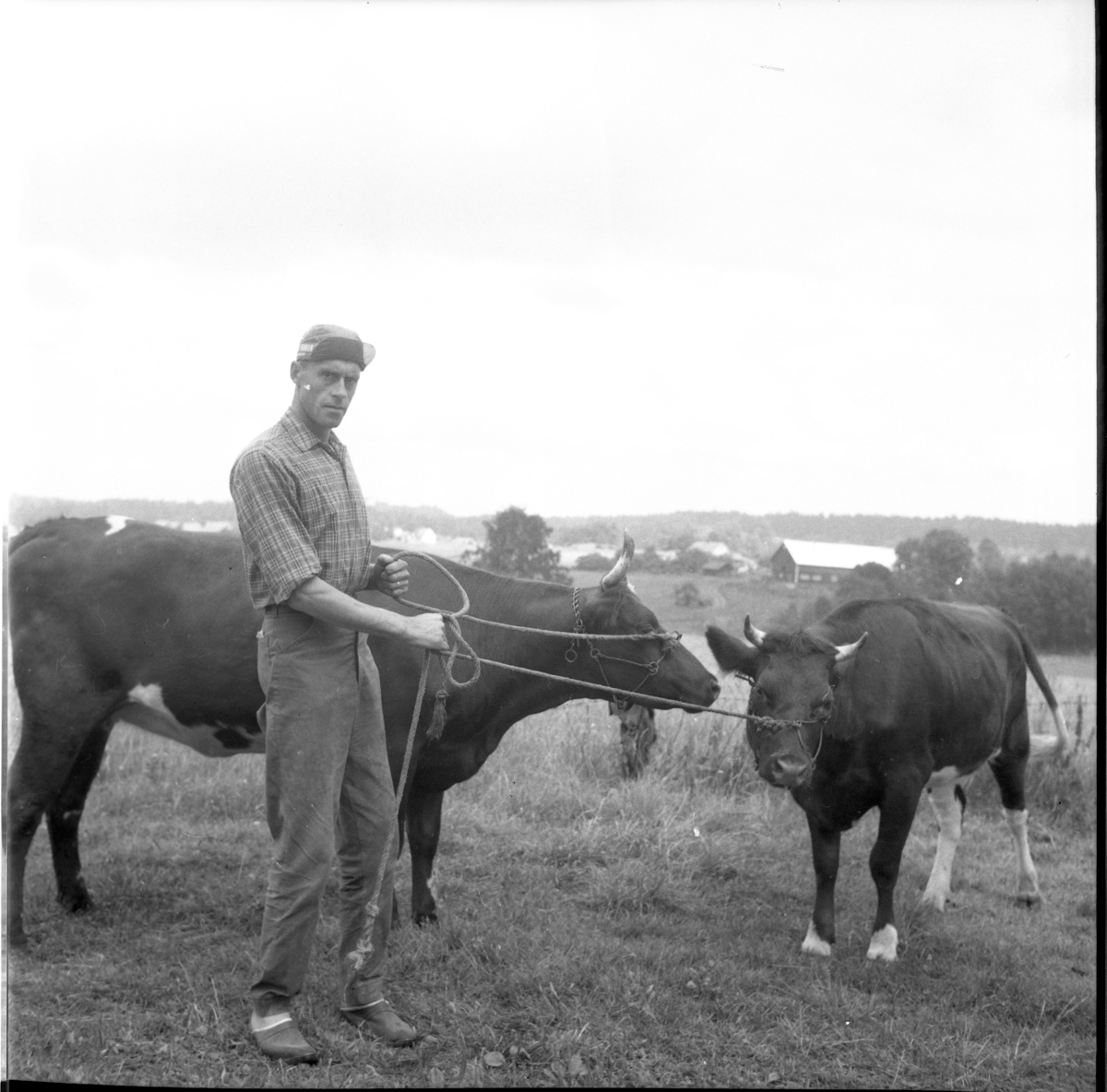 Lars Dahlberg med två tjurar.